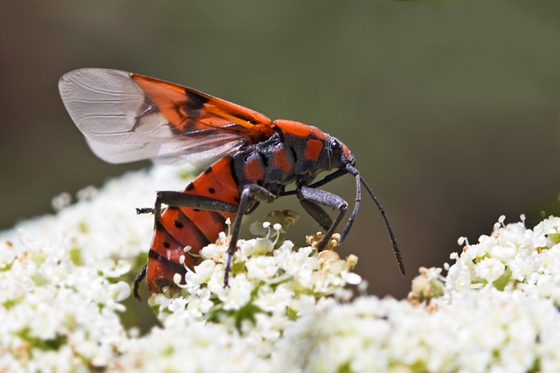 Spilostethus pandurus ?